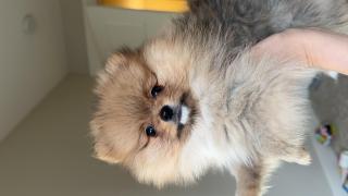 Pomeranian puppy Фото 2