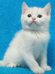 Scottish white kitten Фото 3