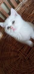 Scottish white kitten Фото 4