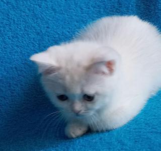 Scottish white kitten Фото 2