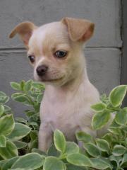 Собаки из профессионального питомника чихуахуа! Фото 4