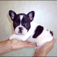 Чудесные голубогенные малыши от выставочных родителей Фото 3