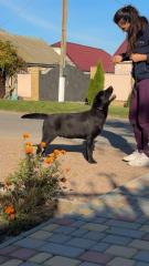 Labrador retriever Фото 2