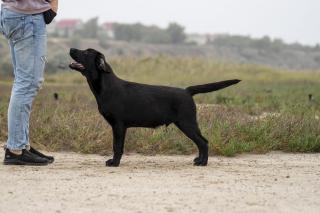 Labrador retriever Фото 3