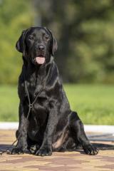 Labrador retriever Фото 4