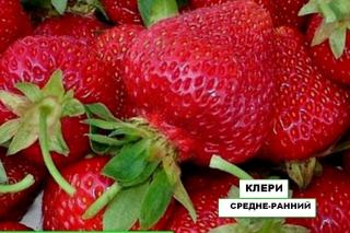 Саженцы крупноплодной клубники раннего срока созревания в го Фото 3