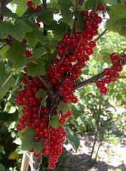 Саженцы смородины: чёрная, красная, белая, розовая, золотист Фото 4