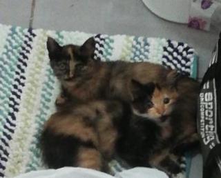 Отдам котят в добрые руки Фото 4