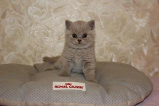 Британские котята Фото 3
