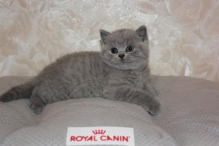 Британские котята Фото 4