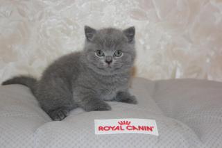 Британские котята Фото 2