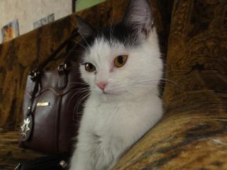Котенок Шарлота Фото 2