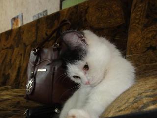Котенок Шарлота Фото 3