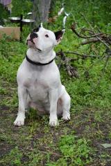 Американского Стаффордширского терьера Фото 4