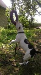 Американского Стаффордширского терьера Фото 3