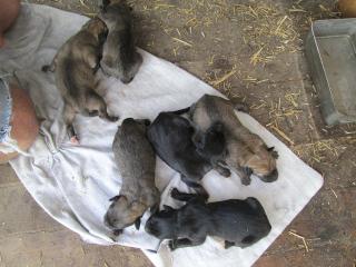 Метис черного лабрадора Фото 2