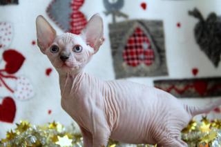 Канадские марсианчики, девочки и мальчики Фото 3