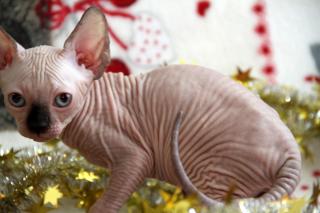 Канадские марсианчики, девочки и мальчики Фото 2