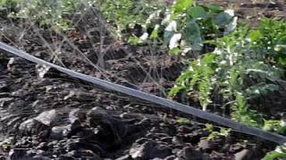 Шланг Туман (Golden Spray) опт крупный опт Фото 3