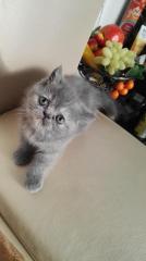 Котята экзоты Фото 4