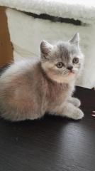 Котята экзоты Фото 3