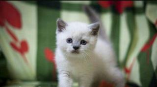 Котята Шотландские Фото 4