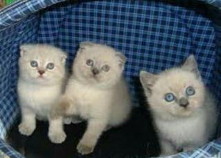 Котята Шотландские Фото 3