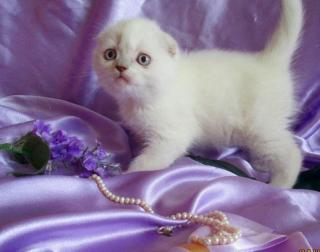 Клубные шотландские вислоухие котята Фото 4