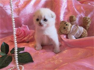 Клубные шотландские вислоухие котята Фото 2