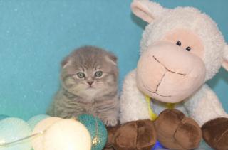 Шотландские вислоухие кошечки Фото 4