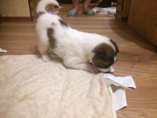 Щенки американской акиты Фото 4