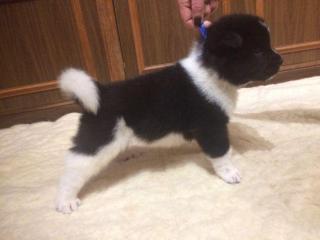 Щенки американской акиты Фото 3