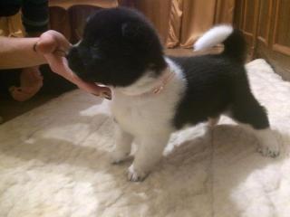 Щенки американской акиты Фото 2