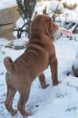 Dziewczyna Sharpei Фото 2