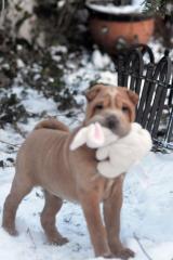 Dziewczyna Sharpei Фото 3