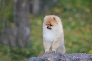 Pomeranian spitz Фото 3