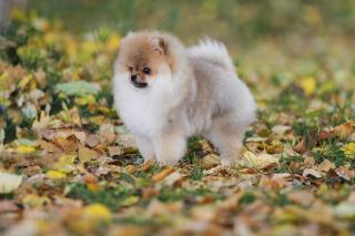 Pomeranian spitz Фото 2