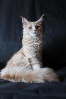 Maine Coon Kätzchen Фото 3