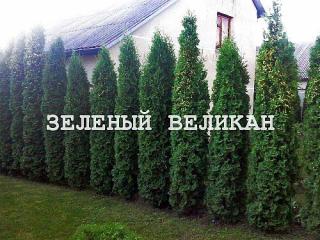 Живая изгородь - красиво и экологично Фото 2