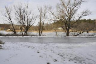 Участки в хвойном и дубовом лесу в Орловщине Новомосковского Фото 4