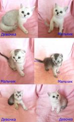 Клубные шотландские красавцы