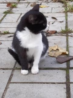 Милый котенок ищет добрых друзей Фото 2