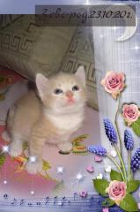Необычные котята от као мани Фото 2