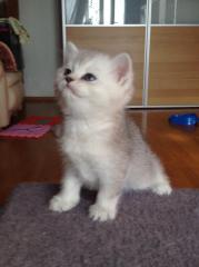 Британские котята Фото 4