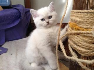 Британские котята Фото 2