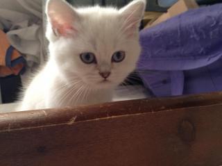 Британские котята Фото 3