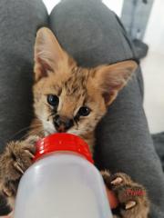 Serval kitty Фото 3