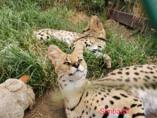 Serval kitty Фото 4