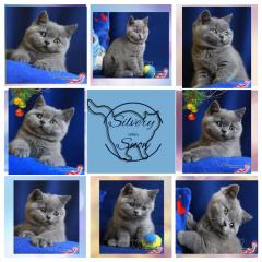 Голубые плюшевые британские котята от питомника