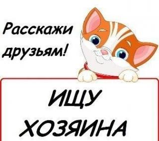 Симе 7 месяцев, привита и кастрирована Фото 3